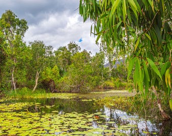 Australian Lily Pond Photo: Lush Nature Wall Art (Digital Download)