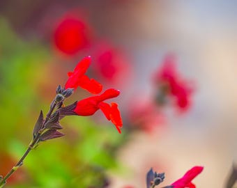 Red Hot Lips Flowers Photo: Fine Art Floral Wall Decor (Digital Download)