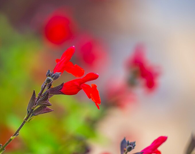 Vibrant Red Hot Lips Flowers, Photo Download, Fine Art Wall Decor, Gift for Flower Lovers