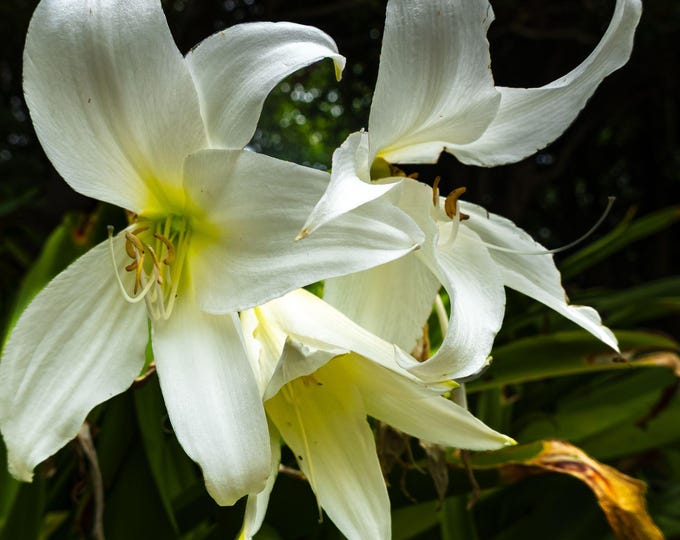White Natal Lily Photo Download • Elegant Floral Wall Art • Botanical Close-Up Print • High-Res Nature Image • Instant Flower Decor