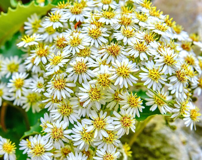 Flowers New Zealand Holly Iryna Green Photo Download
