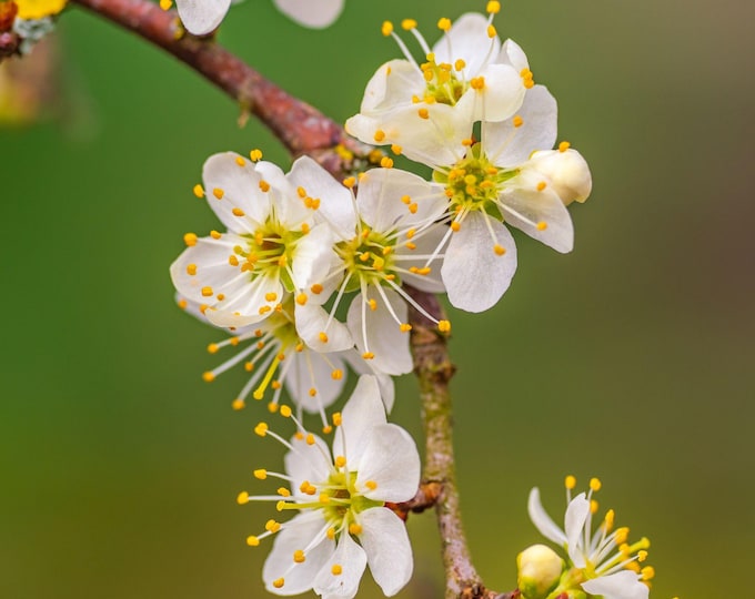 Photo Download White Spring Blossom Cottagecore Boho Decor for Her, Close-Up High Res Fine Art, Spring time image