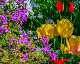 English Garden Floral Photo Print: Colorful Summer Blooms (Digital Download)