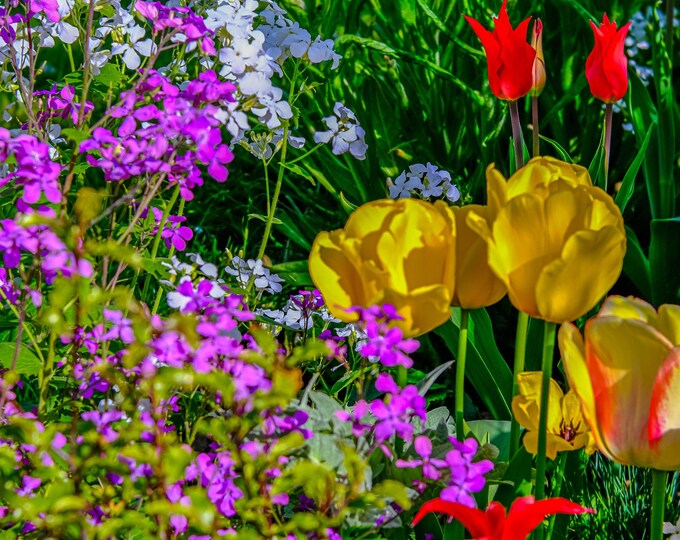 Colorful Summer Blooms Photo Download, England Garden Wall Art, Vibrant Floral Print, Gift for Garden Lovers & Her
