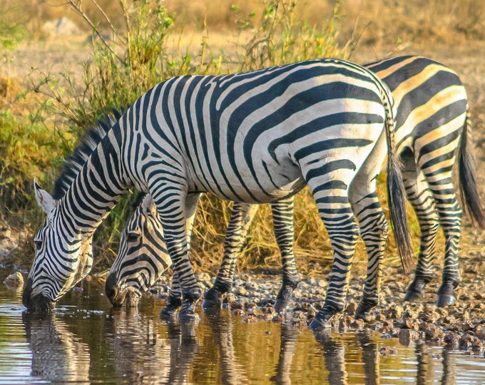 Zebras Drinking Serengeti Photo | Stunning Wildlife Close-Up | African Nature Wall Art | Instant Digital Download Print Fine Art High Res