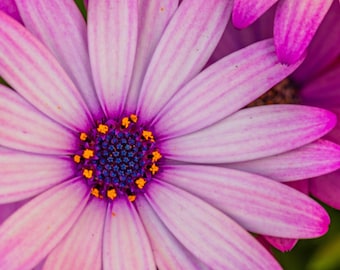 Mauve Cape Rain Daisy Photo Print: Boho Cottagecore Wall Art (Digital Download)