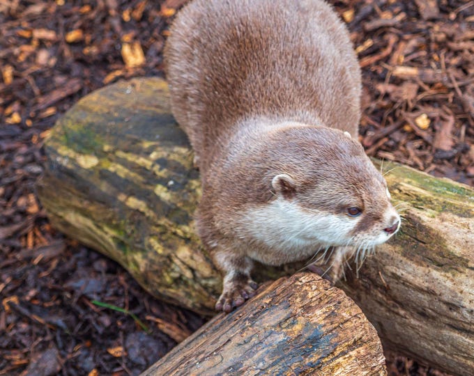 Otter in Devon Riverbank, Photo Download, Animal lover gift print, animal decor high res fine art photo for her