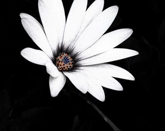 White Daisy Photo Print: High-Resolution Floral Photography (Digital Download