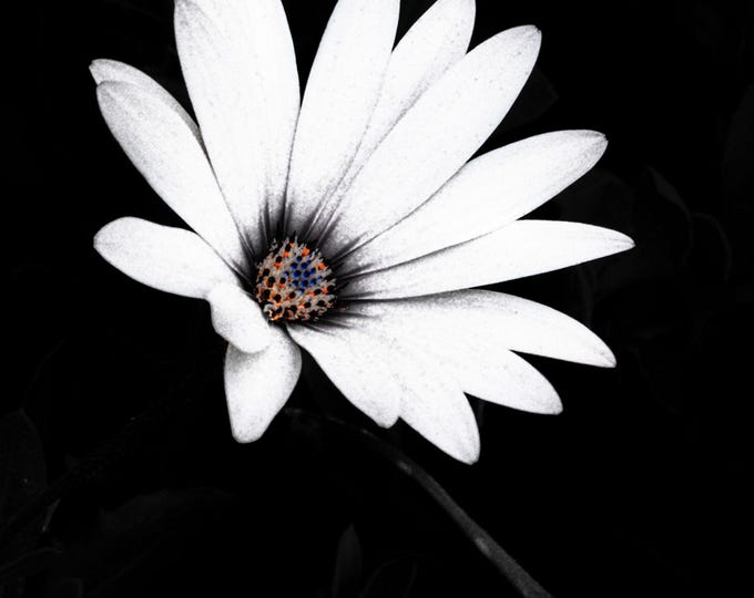 Photo Download Dramatic White Daisy | High-Res Fine Art Photography | Floral Wall Print Gift for Her | Instant Botanical Download for her