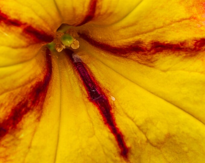 Red Yellow Pink Petunia Macro Photo Download, Fine Art Wall Art Gift for Flower Lovers