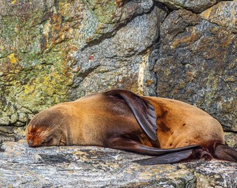 Sea Lion Resting on Rocks - Milford Sound, N Z - High-Resolution Marine Landscape Photo Download - Fine Art Wall Decor for Animal Lovers
