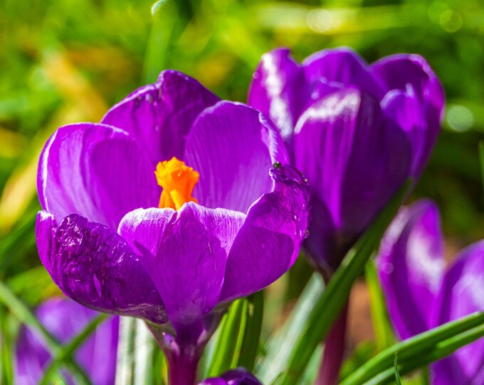 Spring Croci Photo Download, High Res Fine Art, Purple Wild Flowers, UK Garden Gift for Nature and Flower Lovers
