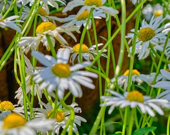 Summer Daisies Field Photo: Sunshine Meadow Wall Art (Instant Download)