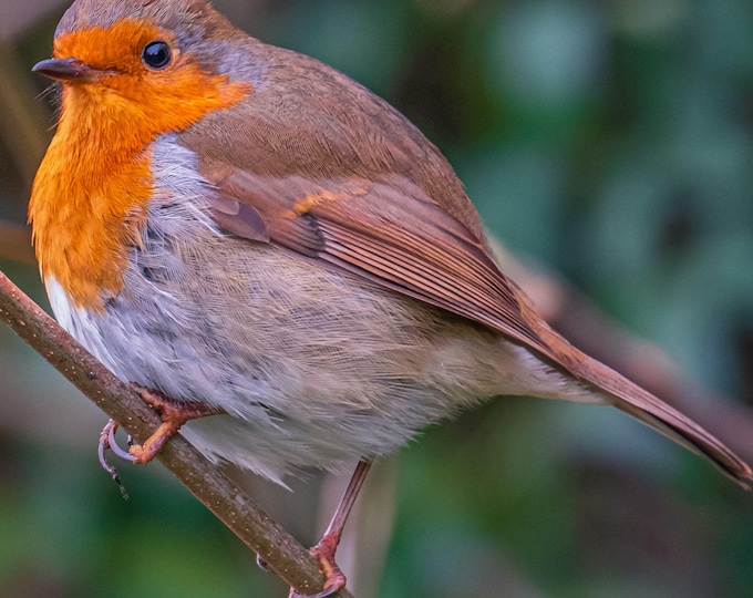 Robin in Tree Photo Download, England Countryside Bird Lover Gift, Fine Art Nature Wall Decor