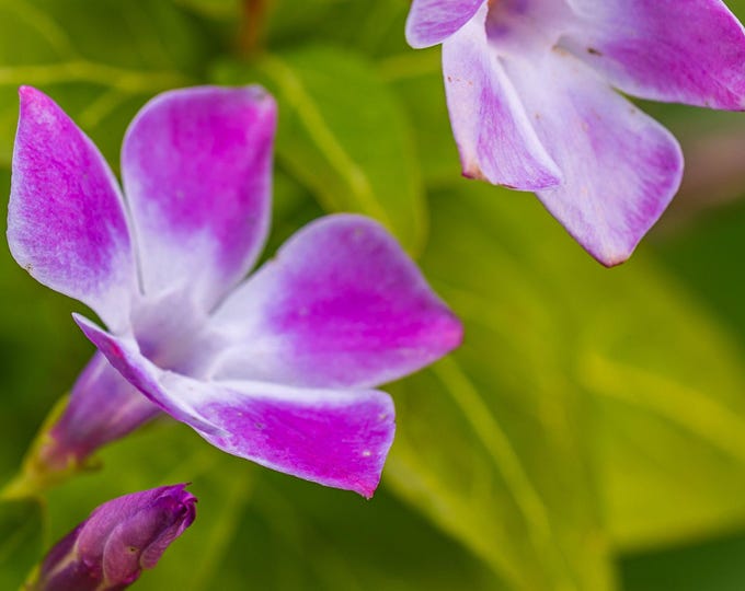 Stunning Periwinkle Flower Wall Art | Purple Floral Print | Nature Lover Gift Cottagecore Home Decor | Instant Download Photo | Cottagecore