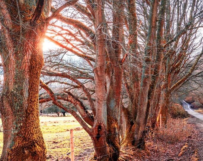 Orange Winter Sun Through Trees - New Forest Photo | Digital Download Forest Decor- Winter Art fine art high res photo download-cottage core
