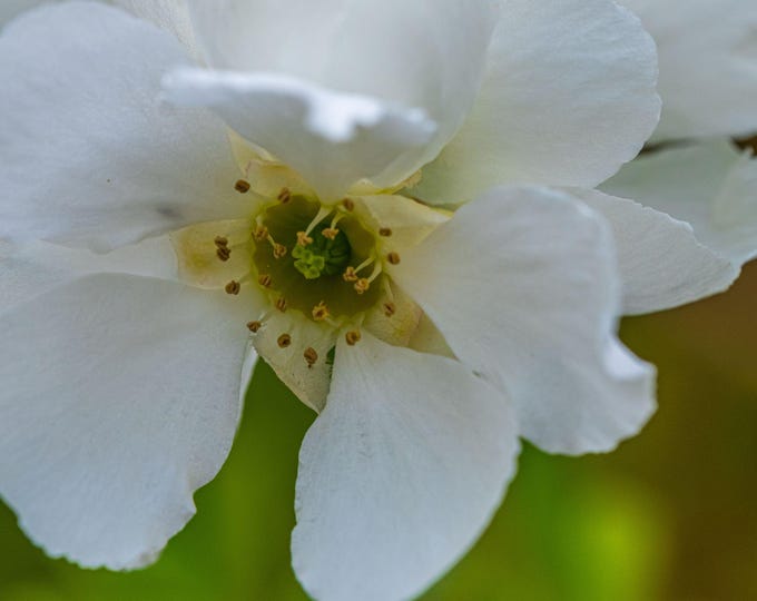 White Flowering Quince Print | Close-Up Botanical Photo | Floral Wall Art Download | Nature Photography | Instant Digital Print
