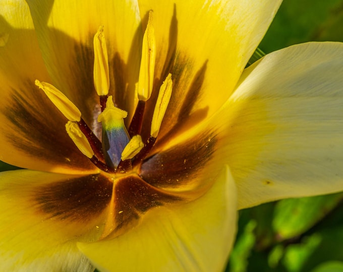 Yellow Water Lily and Tulip Photo Download – Floral Wall Art Printable