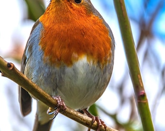 Robin Redbreast Photo Art: Devon Countryside Print (Digital Download)