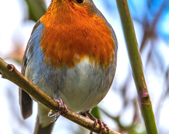 Photo instant download Robin redbreast bird art, nature lover gift fine art high resolution wall decor