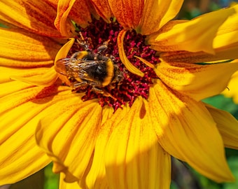 Bumble Bee on Sunflower Photo: Summer Garden Art (Digital Download)