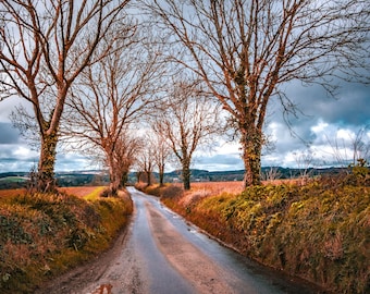 Devon Winter Landscape Photo: Country Lane Fine Art Print (Digital Download)