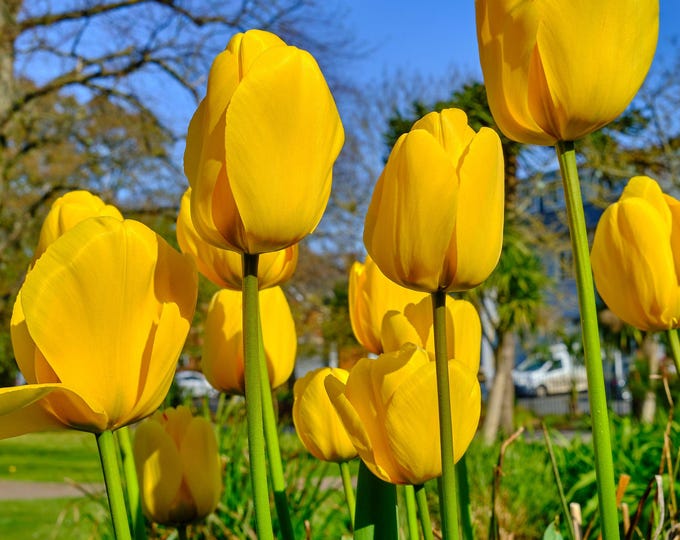 Instant Download photo Yellow Tulips Against Blue Sky - Bright Floral Photography - England Summer Flower Decor for Her, Boho Art Print
