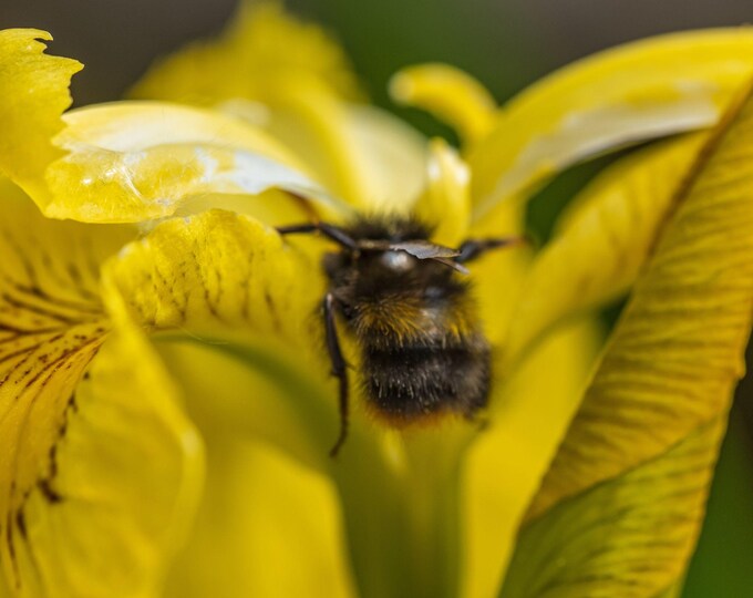 Bumble Bee on Yellow Orchid Photo -instant Download