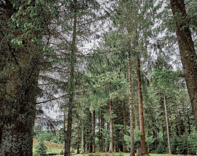 Dartmoor Pine Forest Photo Download – Tranquil Nature Wall Art