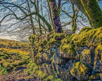 Moss Covered Stone Wall Art: Dartmoor Landscape Photo (Digital Download)