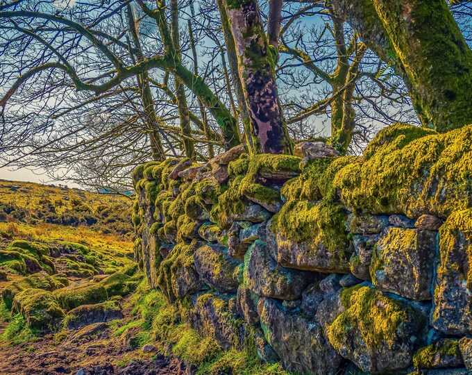Moss-Covered Stone Wall Photo Download, Dartmoor Wall Art Gift, Wild Landscape Decor for Nature Lovers, high res fine art