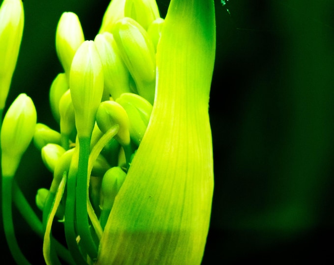 Elegant Green Seed Pod Photo Download | High-Res Fine Art | Dramatic Botanical Wall Print | Cottagecore Gift for Her | Instant Decor Art