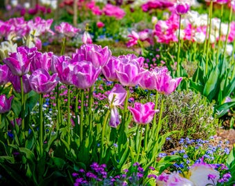 Red Tulips Flower Bed Photo: Cottagecore Floral Print (Instant Download)