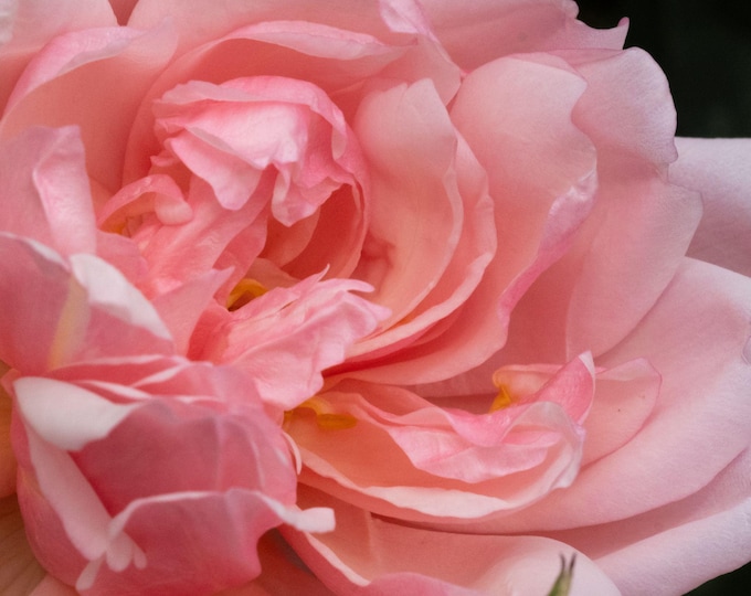 Stunning Pink Rose Close-Up Photo Download | High Res Floral Wall Art | Gift for Her | Cottagecore Decor | Fine Art Flower Print