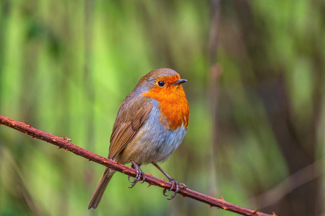 Robin Bird Photo: Blue Sky Nature Wall Art (digital Download) - Etsy