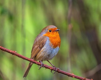 Robin Bird Photo: Blue Sky Nature Wall Art (Digital Download)