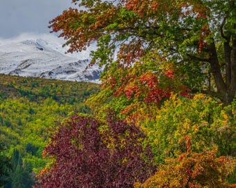 Arrowtown New Zealand Autumn Landscape Photo: Golden Trees, Snow Mountains (Digital Download)