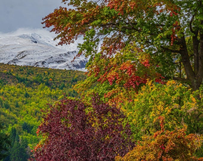Arrowtown NZ Autumn Trees and Snow-Capped Mountains Photo Download