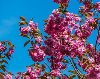 Apple Blossom Photography Print: Spring Floral Wall Art (Digital Download)