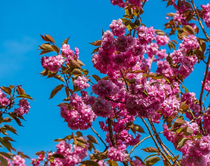 Photo spring Apple Blossom Flower Photography Print - Floral Wall Art - Nature Photo Instant Download - Botanical Home Decor Gift