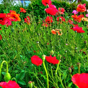 Red Poppies Field Photo: Fine Art English Countryside Print (Digital Download)