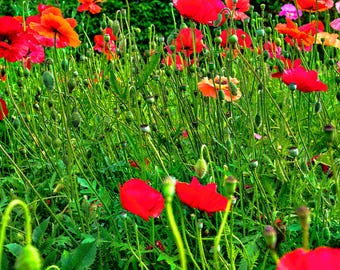 Red Poppies Field Photo: Fine Art English Countryside Print (Digital Download)