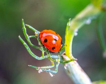 Ladybug Macro Photography Print: Fine Art Nature Wall Decor (Digital Download)