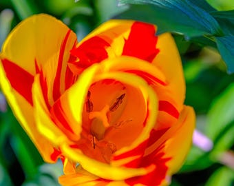 Macro Tulip Flower Print: Red and Yellow Floral Photography (Digital Download)