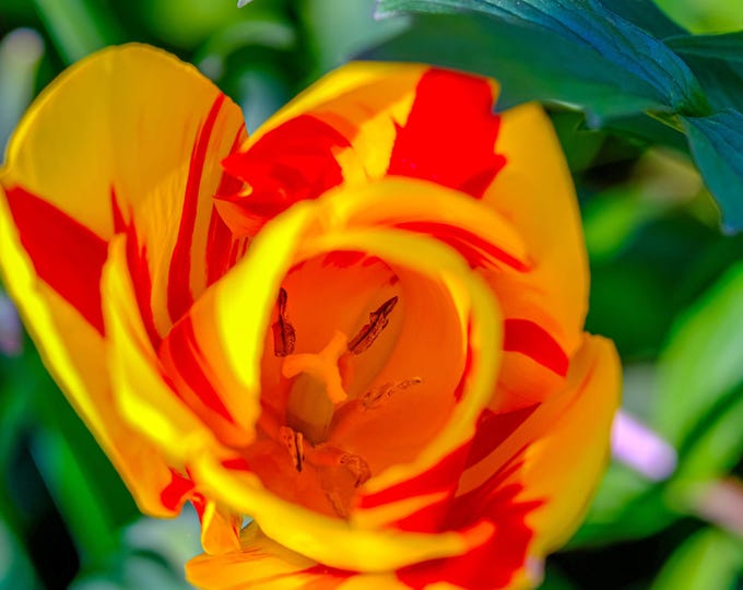 Stunning Red and Yellow Flower Macro Tulip – Vibrant Wall Art Print & Gift – Instant Download