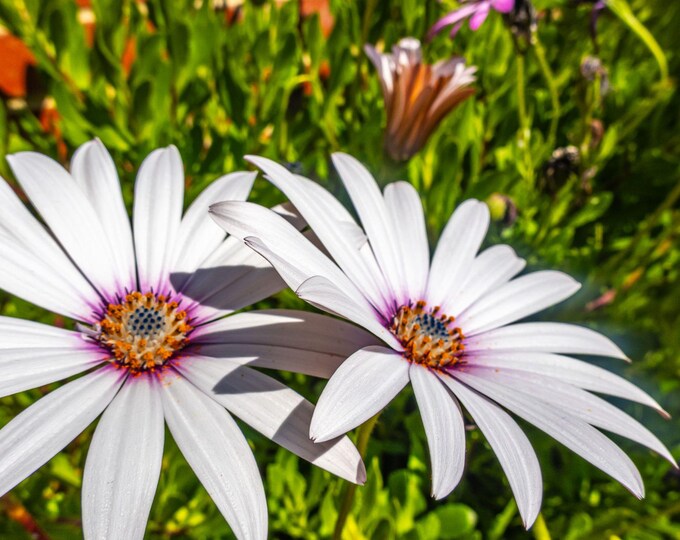White Cape Daisy Photo – Floral Wall Art | Instant Download, Fine Art Flower Print, Nature Decor, Gift for Her, Boho Style, Cottagecore Art