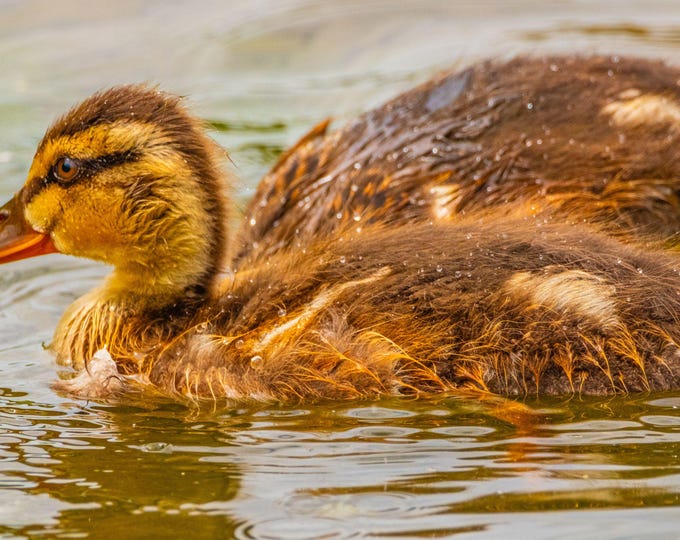 Baby Ducks Swimming Photo Print | High-Res Wildlife Wall Art | Cute Ducklings Download | Nature Photography | Instant Digital Art