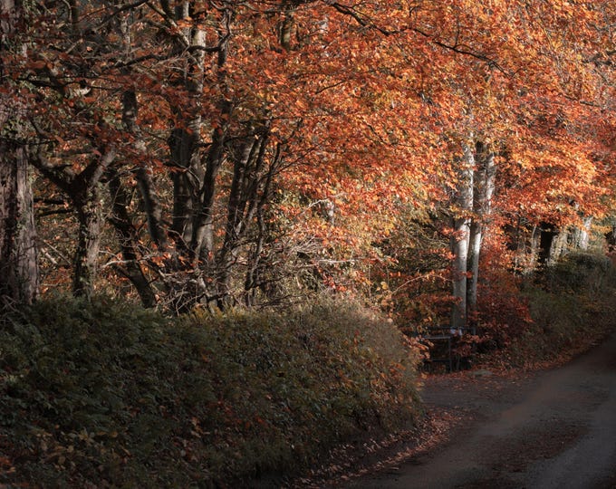 Devon Autumn Woods Path – Fall Landscape Photo Download