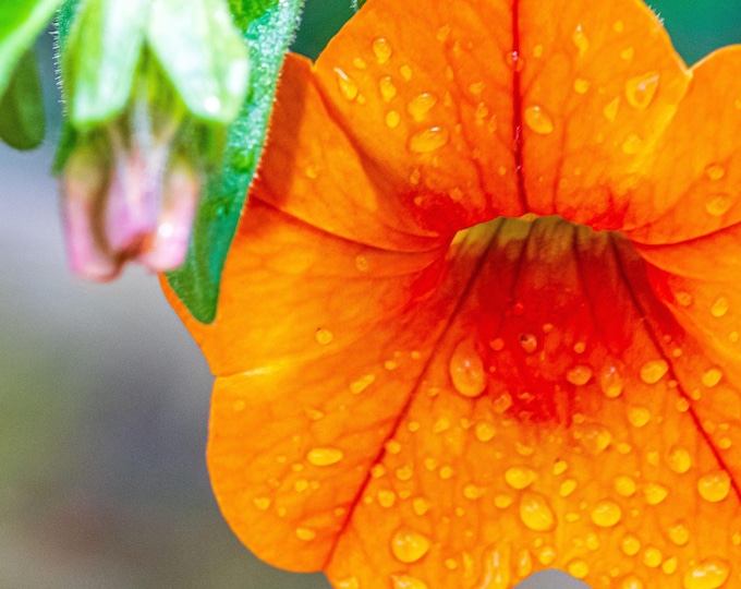 Orange petunia Instant Download Photo Flower - Water Droplets on Petals, Floral Wall Art Print-Gardener Flower Lover Gift- Wall Decor