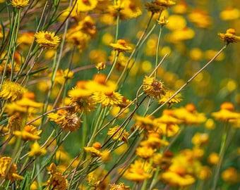 Bright Yellow Daisies -Photo Floral Art Print Instant Digital Download
